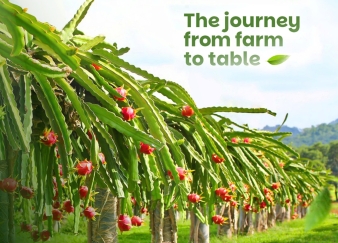 MEKONG HERBALS MEKONG HERBALS